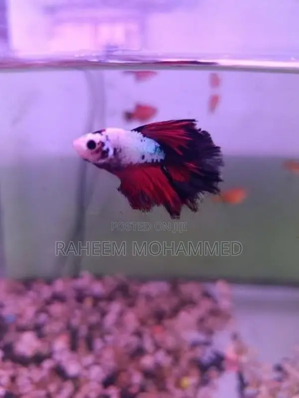 Fighter Fish