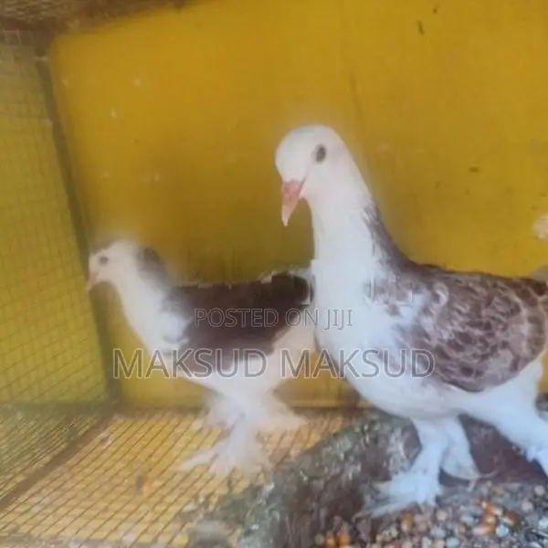 Pigeons