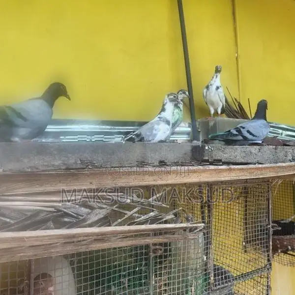 Pigeon