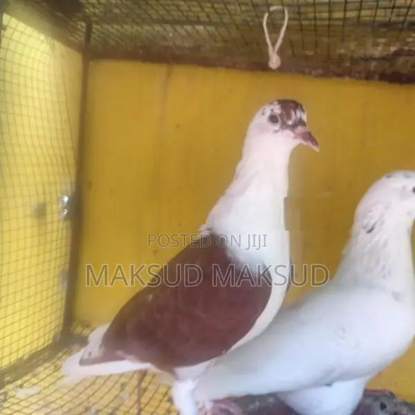 Pigeon