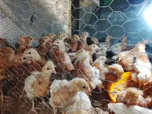 කිකිලි පැටවුන්