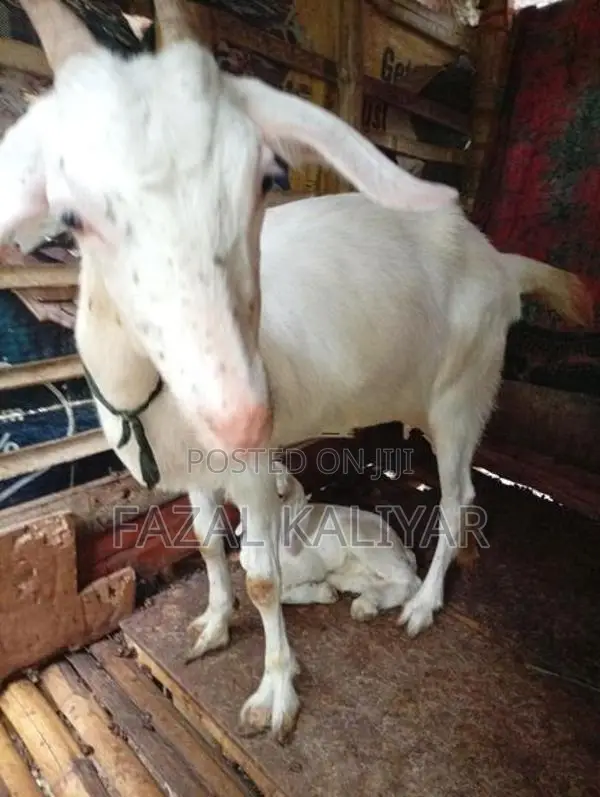 Sahanan Goats