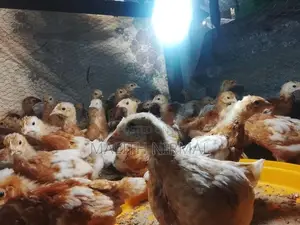 කිකිලි පැටවුන්