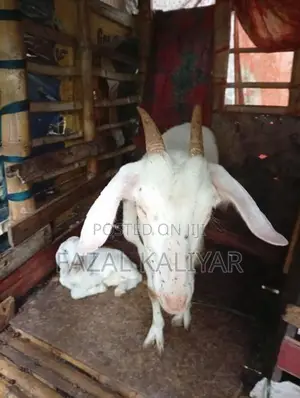 Sahanan Goats