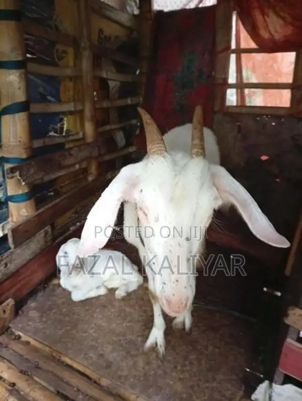 Sahanan Goats