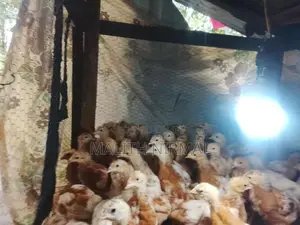 කිකිලි පැටවුන්