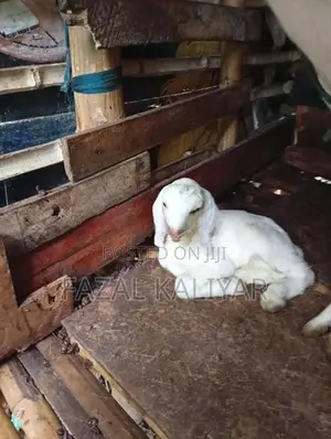 Sahanan Goats
