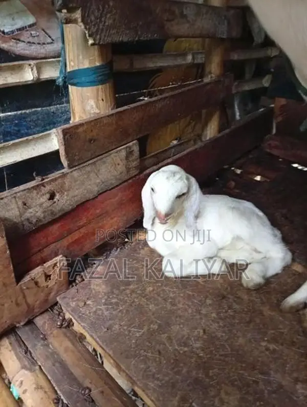 Sahanan Goats