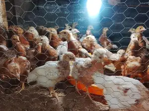 කිකිලි පැටවුන්