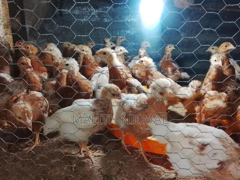 කිකිලි පැටවුන්