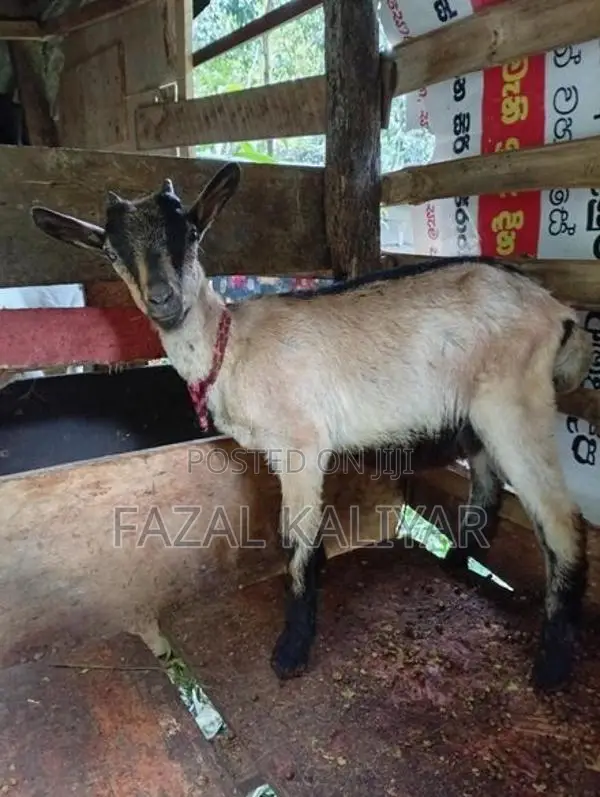 Sahanan Goats