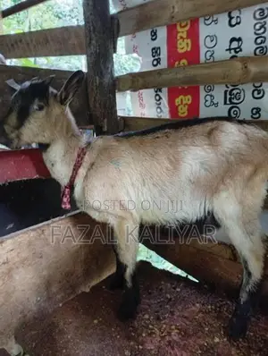 Sahanan Goats