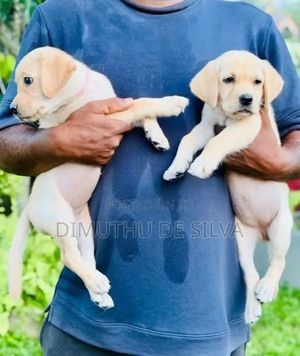 Labrador Female Puppies