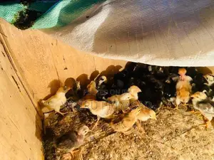 නිරෝගිමත් ගම්කිලිළි පැටවුන්
