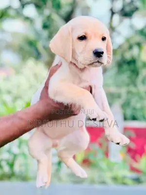 Labrador Female Puppies