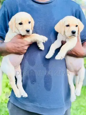 Labrador Female Puppies
