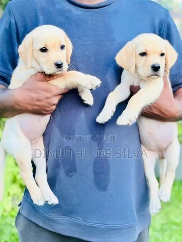 Labrador Female Puppies