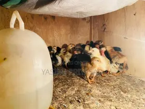 නිරෝගිමත් ගම්කිලිළි පැටවුන්
