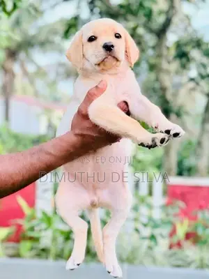 Labrador Female Puppies