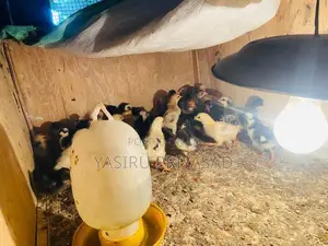 නිරෝගිමත් ගම්කිලිළි පැටවුන්
