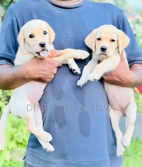 Labrador Female Puppies