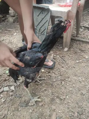 Aseel Rooster