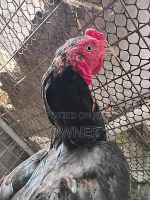 Aseel Rooster