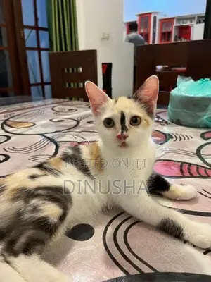 Cross Persian Kitten