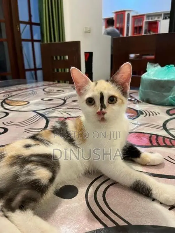 Cross Persian Kitten