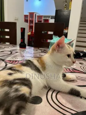 Cross Persian Kitten