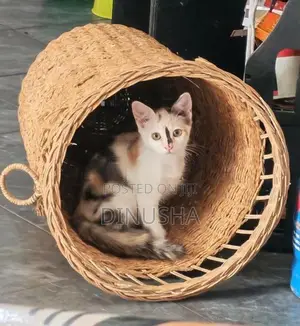 Cross Persian Kitten