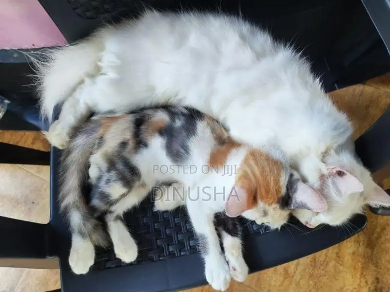 Cross Persian Kitten