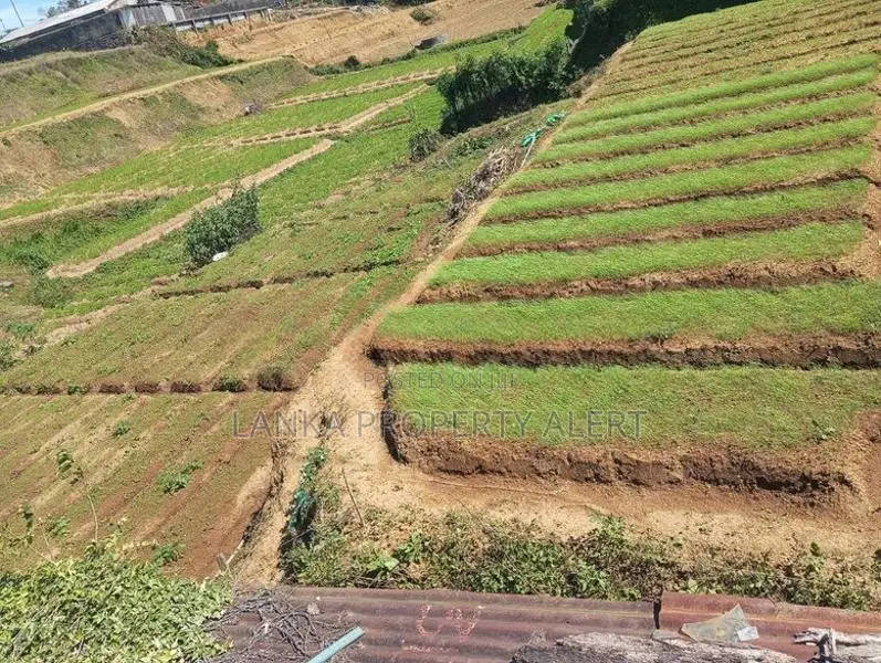 Valuable Land for Sale – Meepilimana, Nuwara Eliya