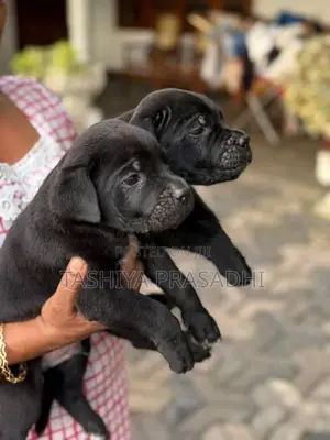 Cane Corso Puppies