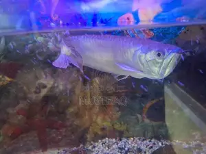 Arowana fish