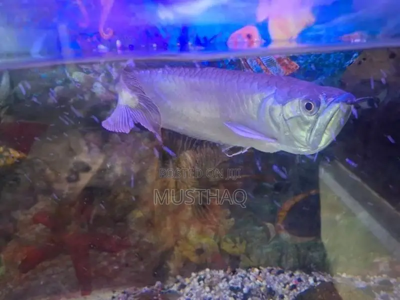 Arowana fish