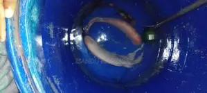 Gurami Fish