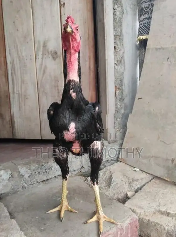 Aseel Rooster