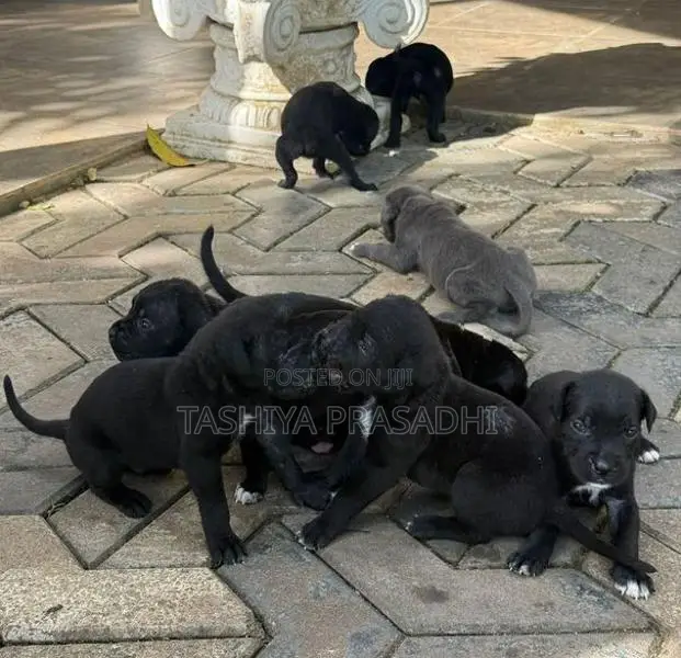 Cane Corso Puppies