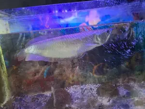 Arowana fish
