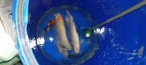 Gurami Fish