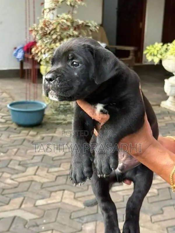Cane Corso Puppies