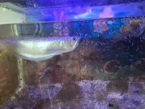 Arowana fish