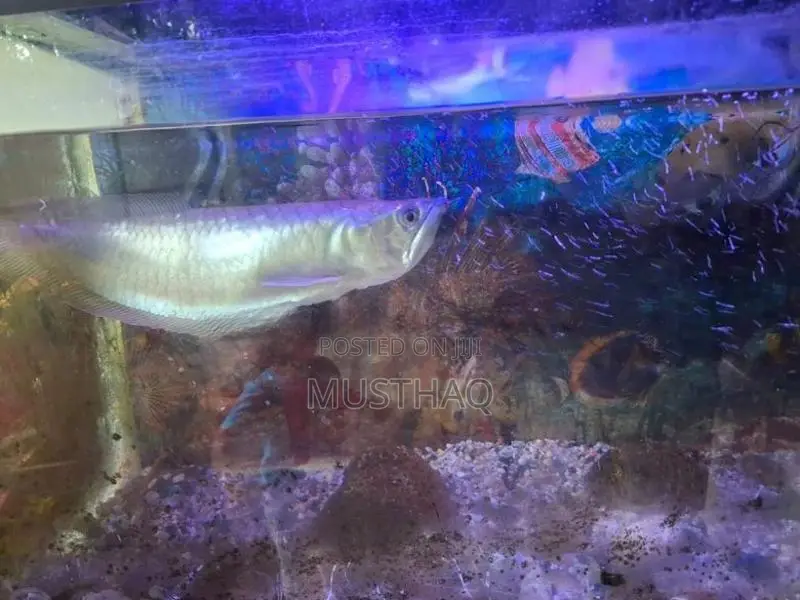Arowana fish