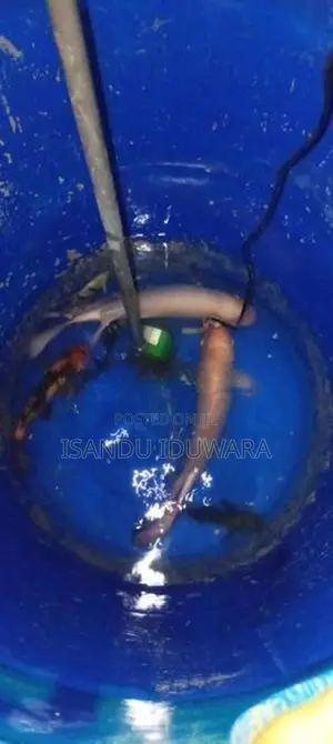Gurami Fish