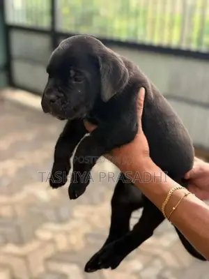 Cane Corso Puppies