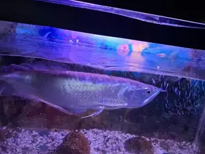 Arowana fish