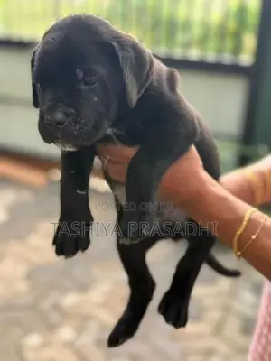 Cane Corso Puppies