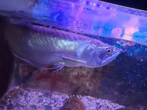 Arowana fish