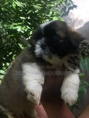 Shih Tzu Puppies